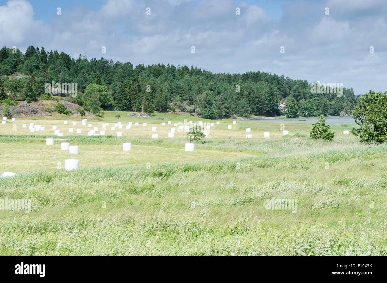 ein Feld mit vielen weißen Pack Silierung Stockfoto