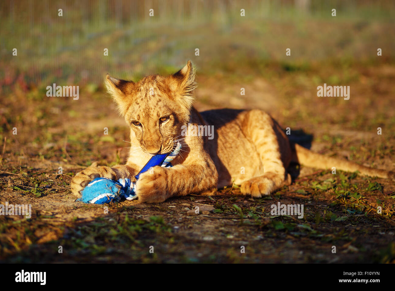 Löwenjunges, kuscheln in der Natur und Plaing mit Spielzeug Stockfoto