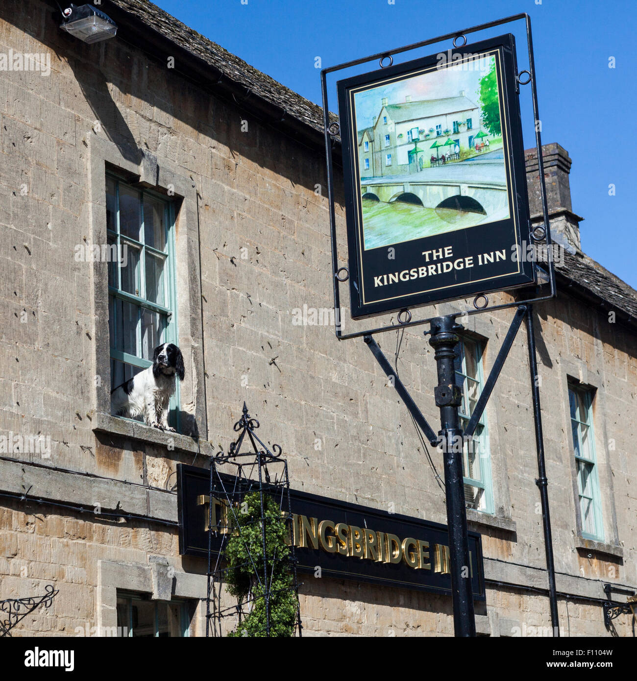 Springer Spaniel Wache des Kingsbridge Inn Bournton-on-the-Water in den Cotswolds in Gloucestershire, England, UK Stockfoto