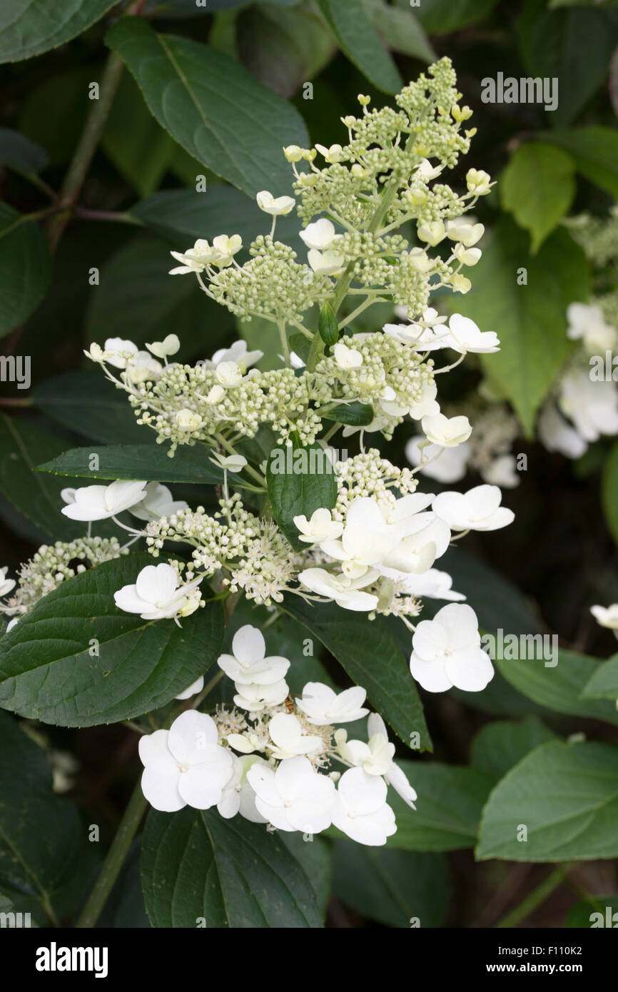 Blütenstand der späteren Blüte - Mitte ab August - Hydrangea Paniculata 'Tardiva' Stockfoto