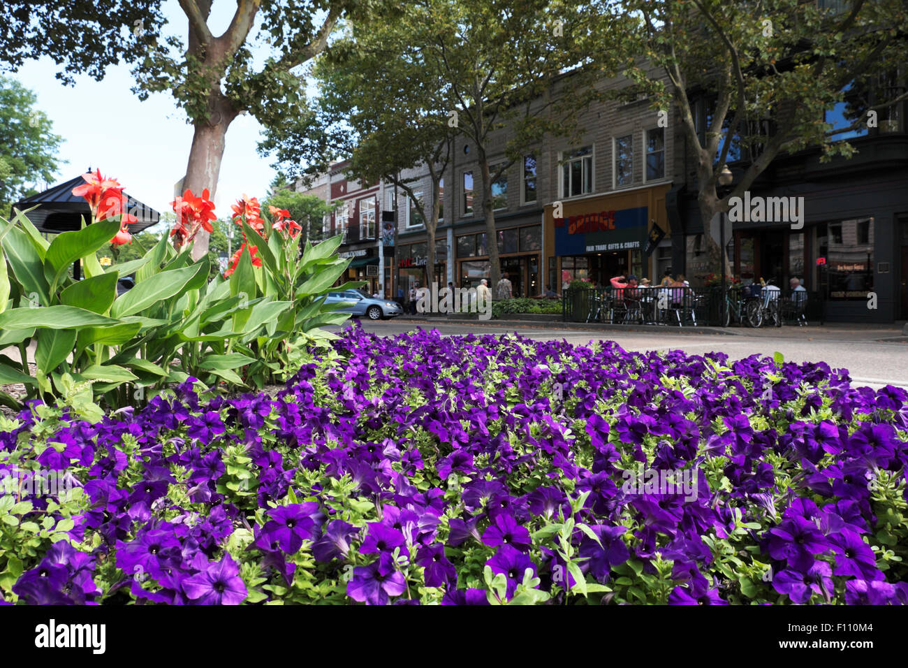 Straßenseite Petunien und andere Blumen in der Innenstadt von Holland, Michigan, USA. Im Hintergrund genießen Gäste ihr Mittagessen im Freien. Stockfoto