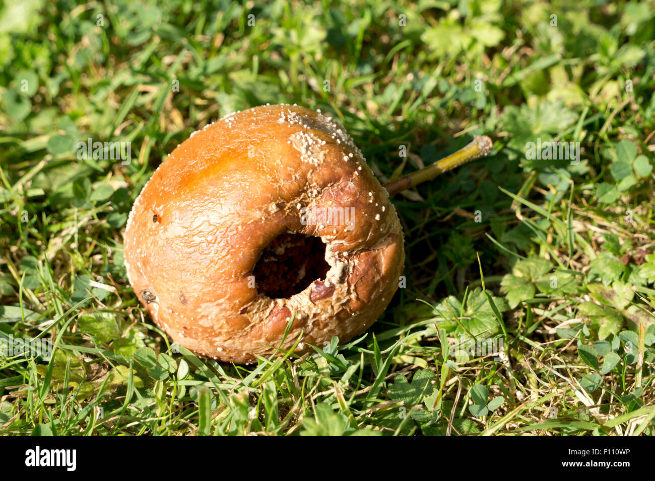 Faule roter Apfel auf dem Boden liegend Stockfoto