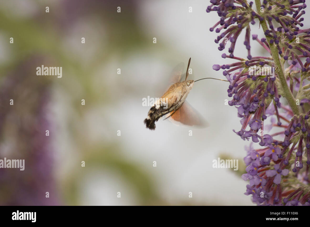Kolibri Falke-Motte Fütterung auf Sommerflieder Stockfoto