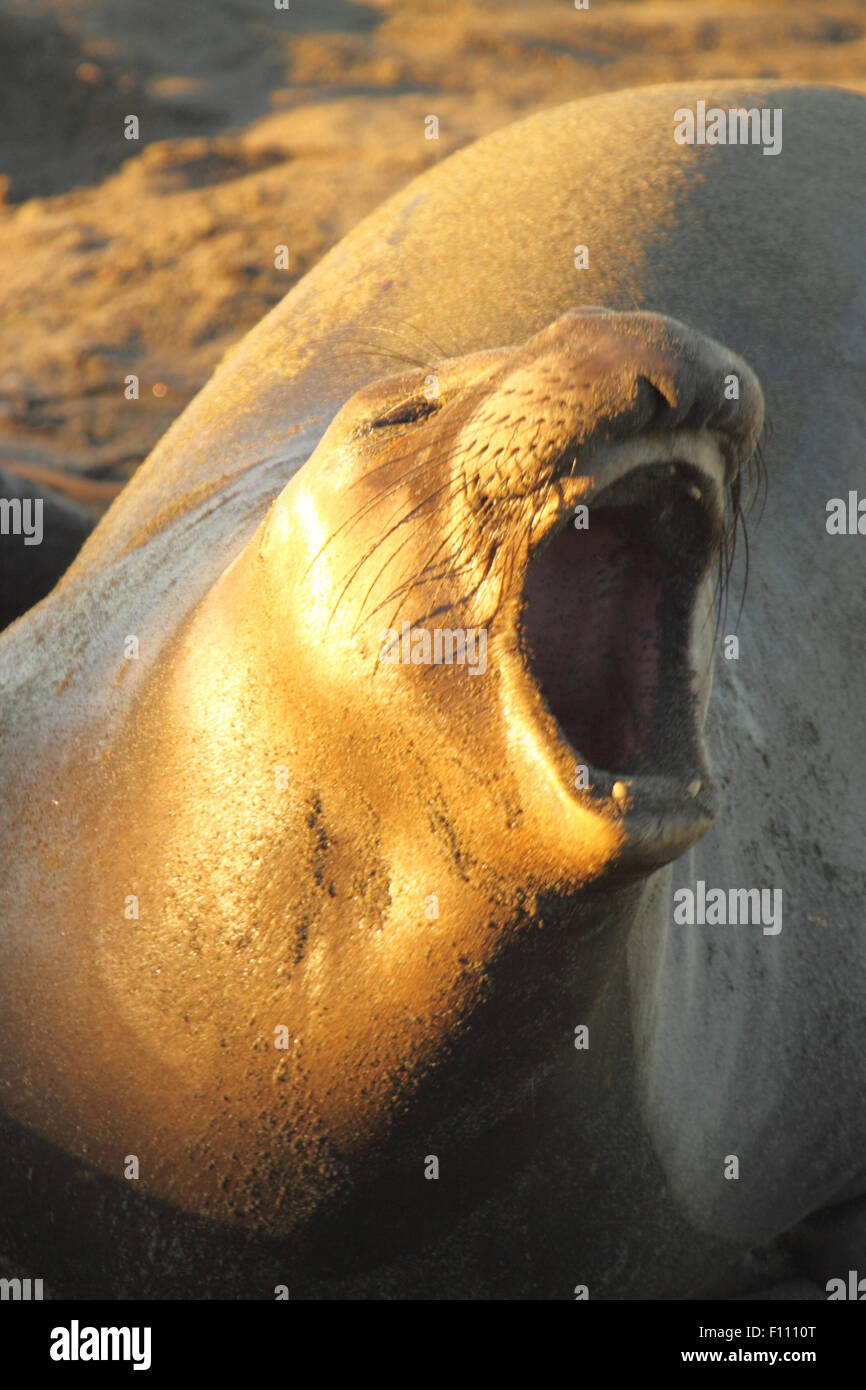 Eine weibliche See-Elefant Berufung vom Ufer entfernt. Stockfoto