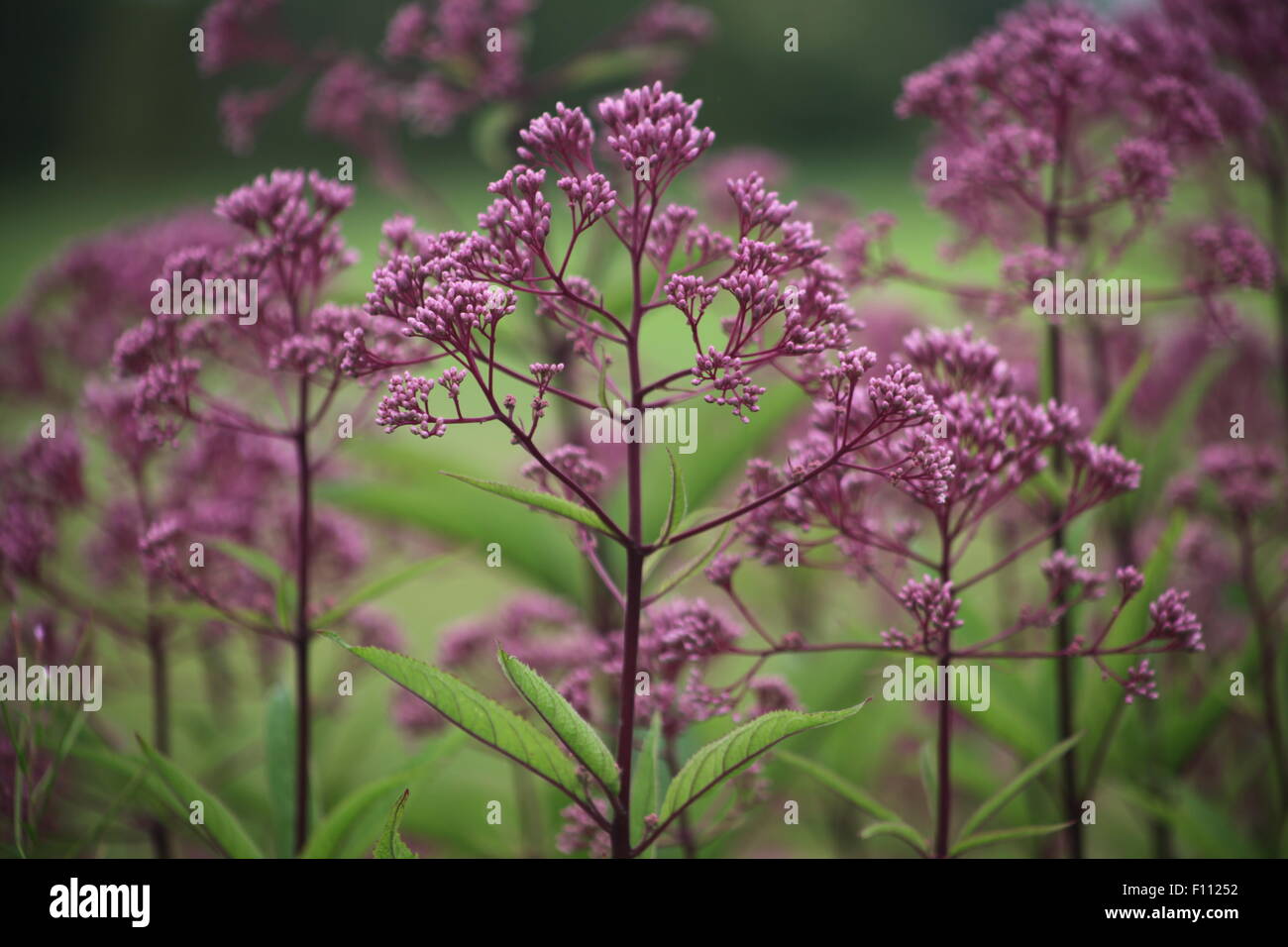 lila Blumen Stockfoto