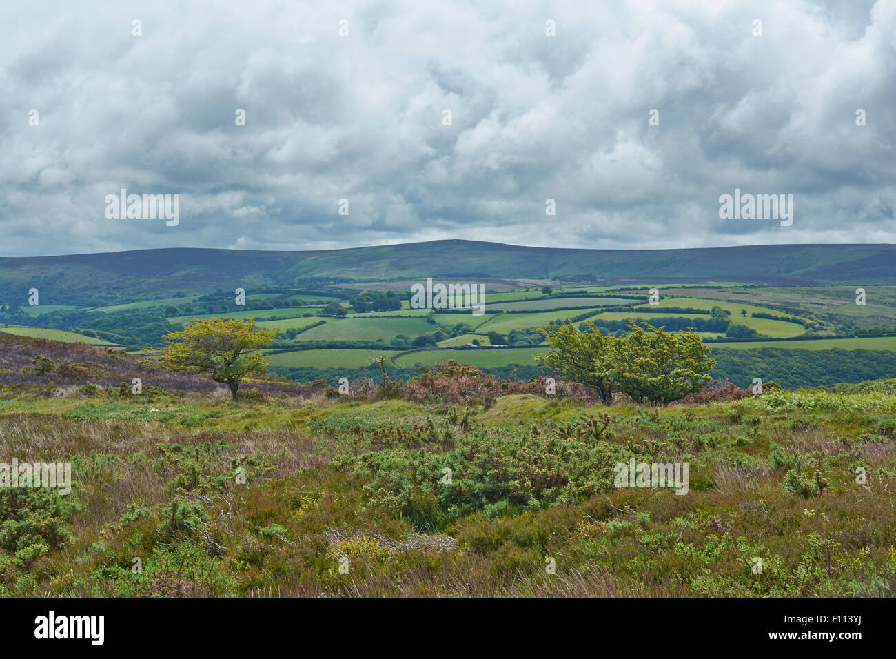 Blick auf Dunkery Hill vom Porlock Common - Exmoor, England, UK Stockfoto