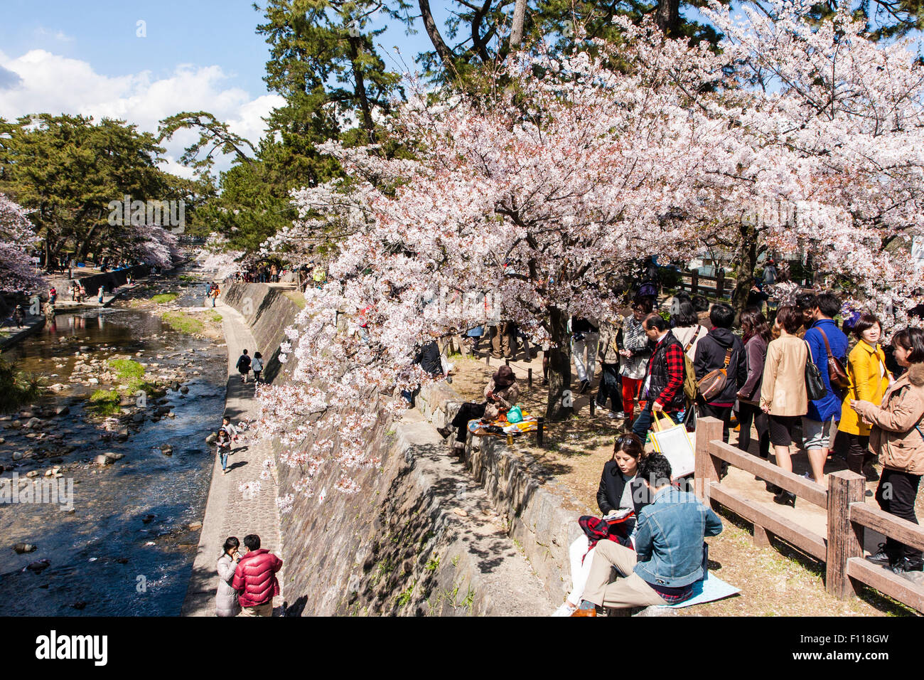 Massen von Menschen picknicken unter den sonnigen Frühling Kirschblüten Bäume in voller Blüte durch die Shukugawa Fluss, Nishinomiya in Japan. Stockfoto