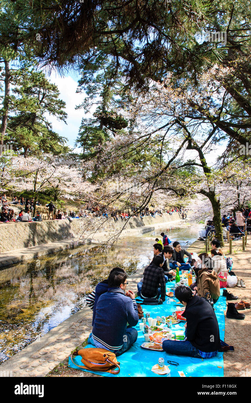 Massen von Menschen picknicken unter den sonnigen Frühling Kirschblüten Bäume in voller Blüte durch die Shukugawa Fluss, Nishinomiya in Japan. Stockfoto