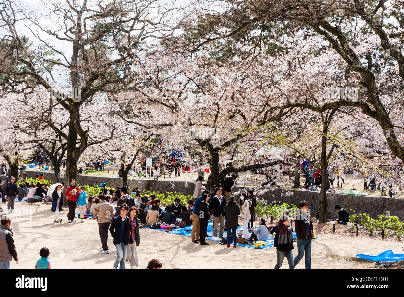 Massen von Menschen picknicken unter den sonnigen Frühling Kirschblüten Bäume in voller Blüte durch die Shukugawa Fluss, Nishinomiya in Japan. Stockfoto