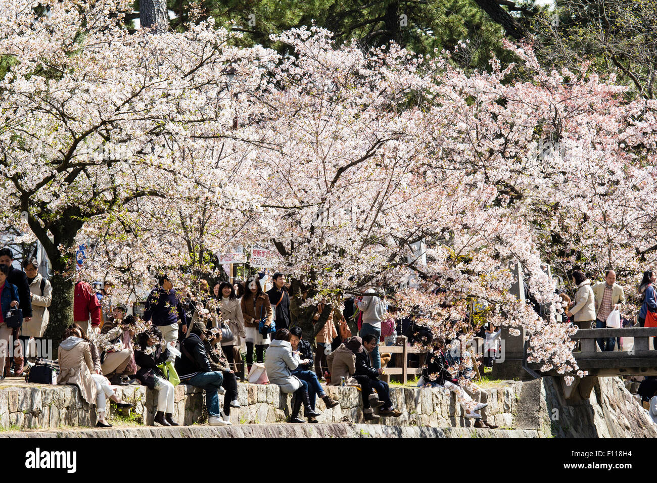 Massen von Menschen picknicken unter den sonnigen Frühling Kirschblüten Bäume in voller Blüte durch die Shukugawa Fluss, Nishinomiya in Japan. Stockfoto