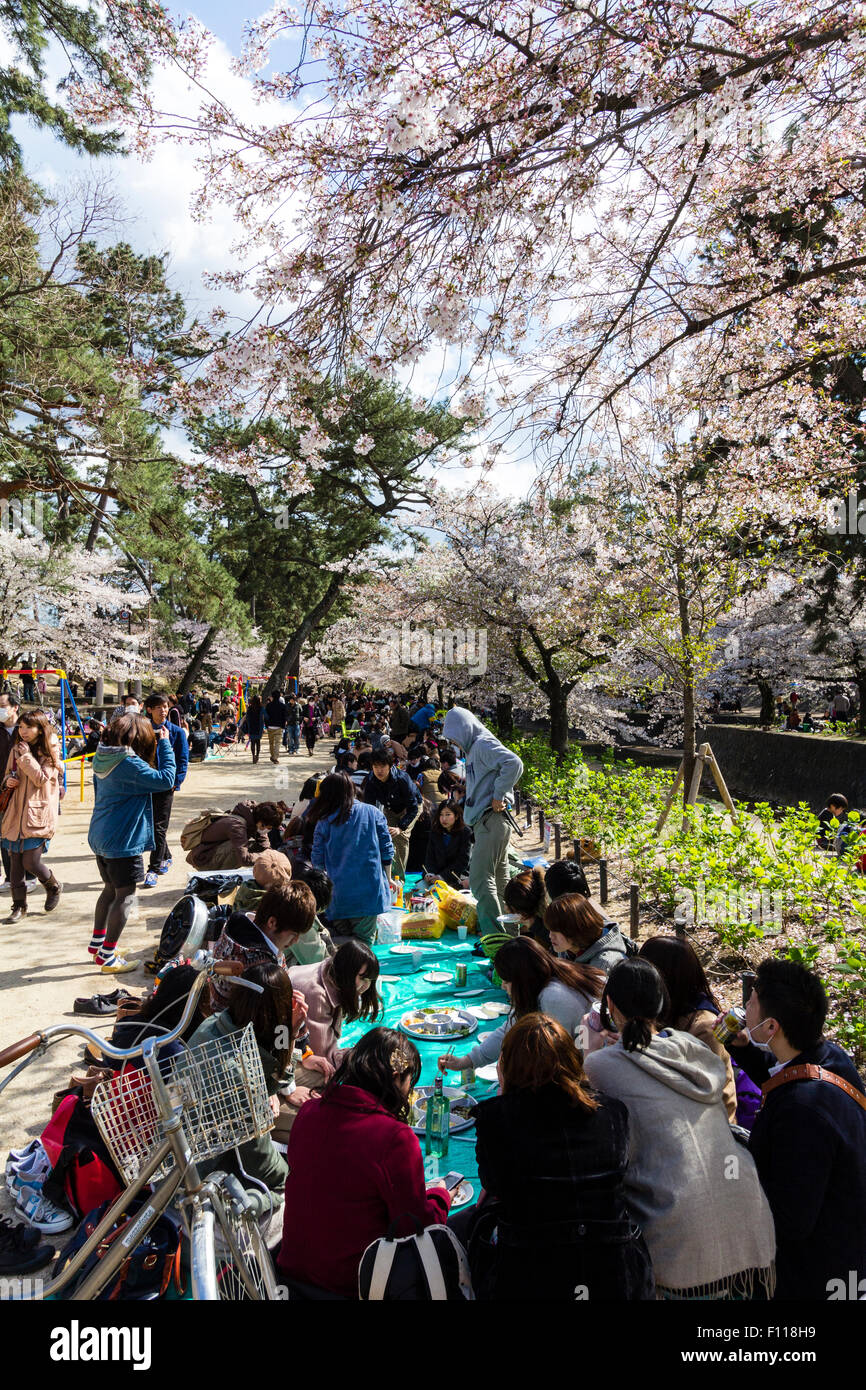 Massen von Menschen picknicken unter den sonnigen Frühling Kirschblüten Bäume in voller Blüte durch die Shukugawa Fluss, Nishinomiya in Japan. Stockfoto