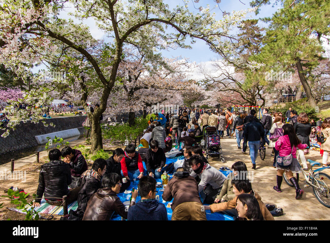 Massen von Menschen picknicken unter den sonnigen Frühling Kirschblüten Bäume in voller Blüte durch die Shukugawa Fluss, Nishinomiya in Japan. Stockfoto