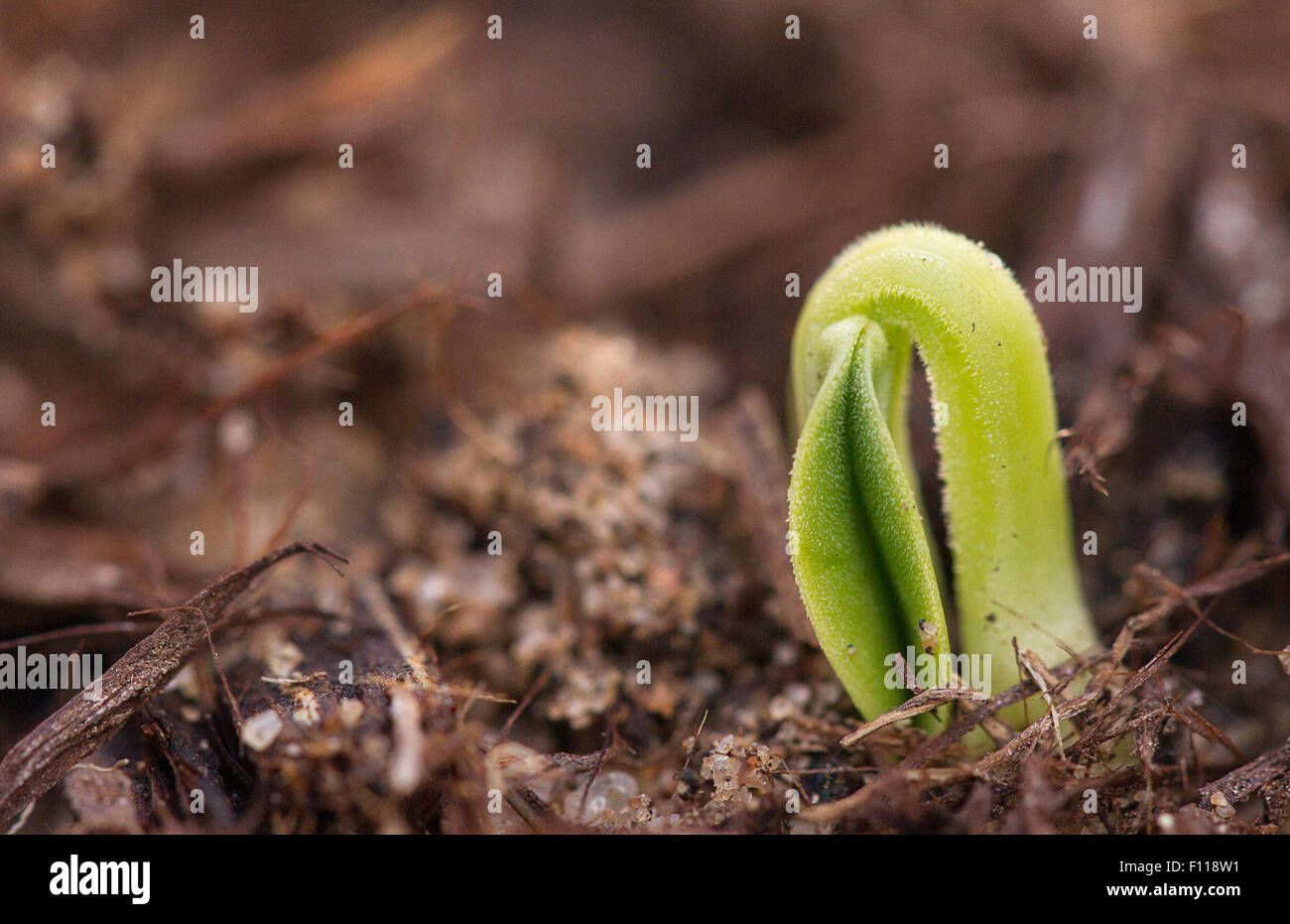 Ein Sämling aus dem Boden als Symbol für neues Leben. Stockfoto