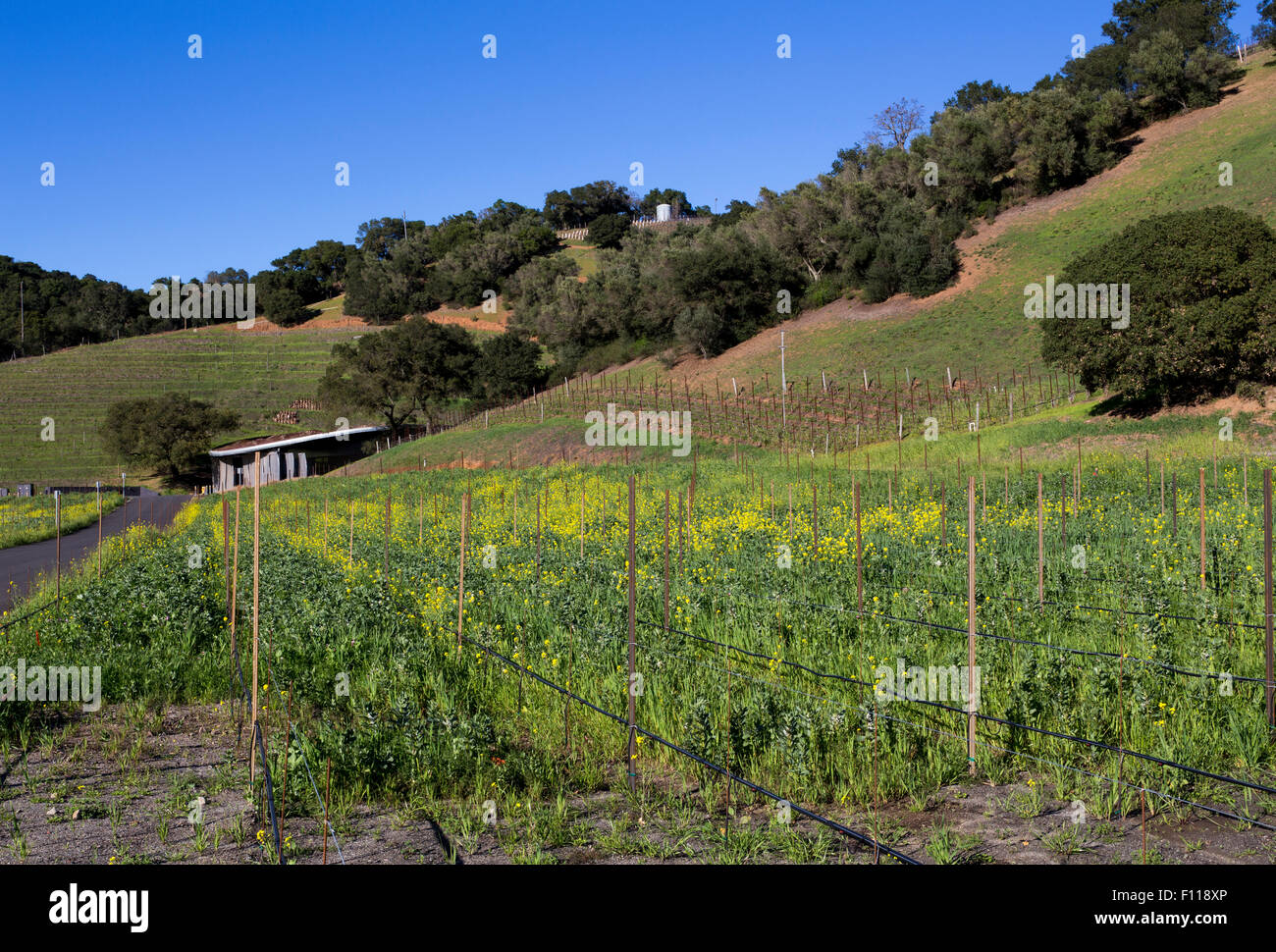 Weinberge Trauben, Traubenmost, Wein, Weinberg, Weinberge, Ansicht von, Odette Estate Winery, Napa Valley, Napa County, Kalifornien Stockfoto