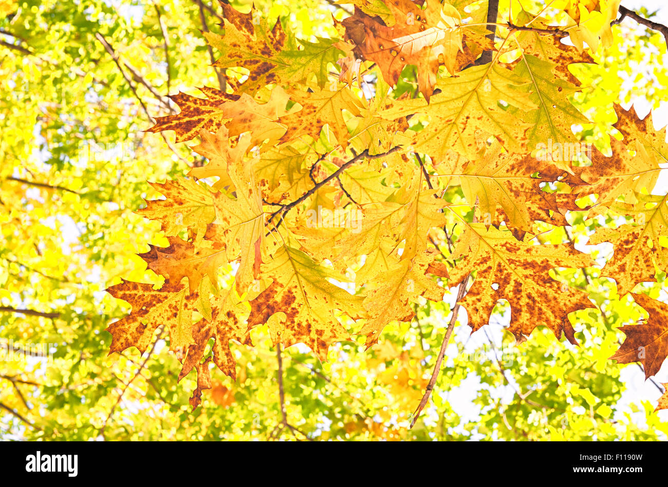 Herbst Herbstlaub Hintergrund - Ahorn Zweige Schuss mit Mehrfachbelichtungen Stockfoto