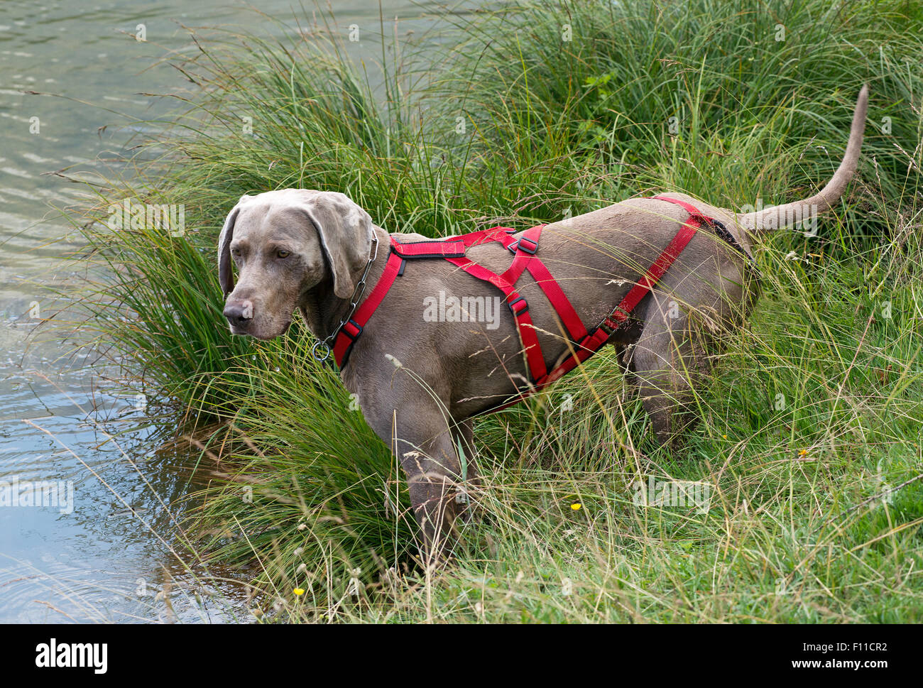 Weimaraner, ein deutscher Hund für die Jagd gezüchtet Stockfoto