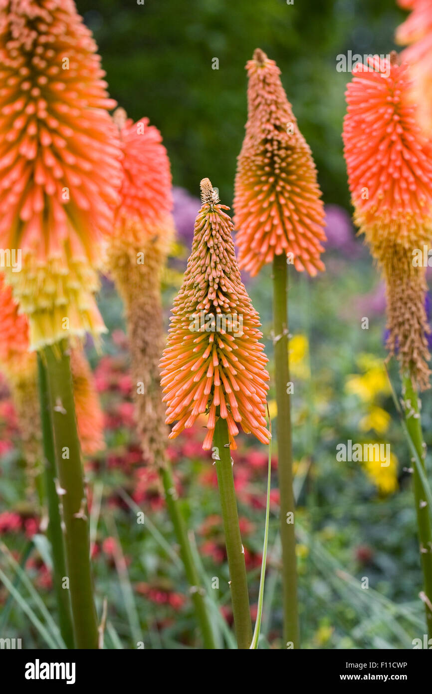 Kniphofia "Fürst Igor". Red Hot Poker Blumen. Stockfoto