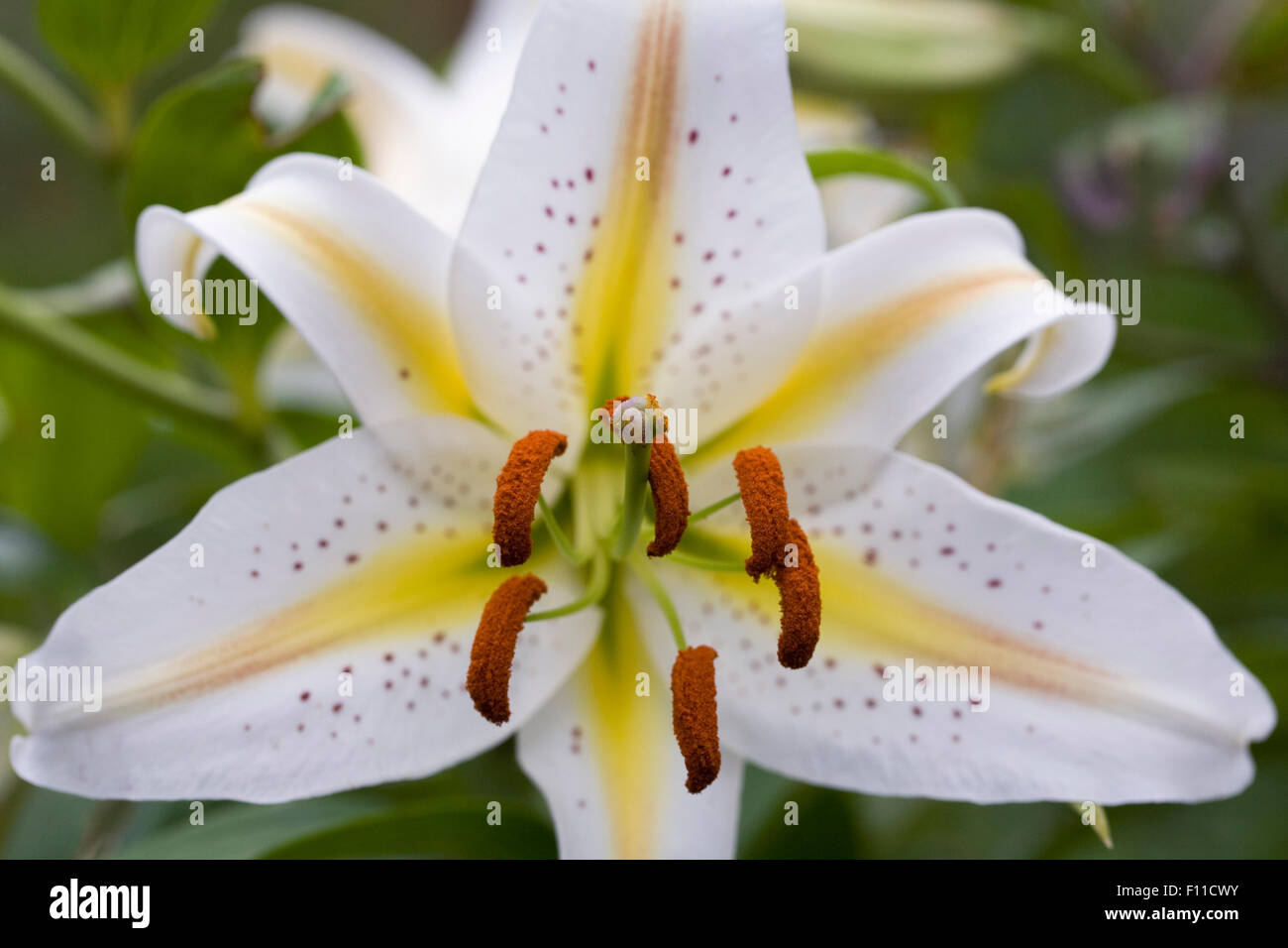Lilium 'Gartenparty' Blume. Stockfoto
