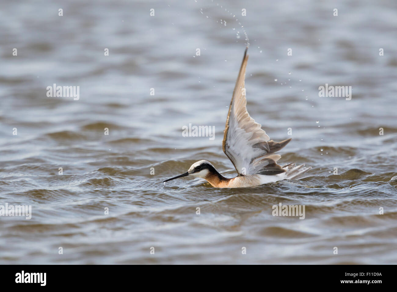 Wilson's Phalarope - Bein gefangen von Blue Crab Phalaropus Tricolor & Callinectes Sapidus Golfküste von Texas, USA BI027423 Stockfoto