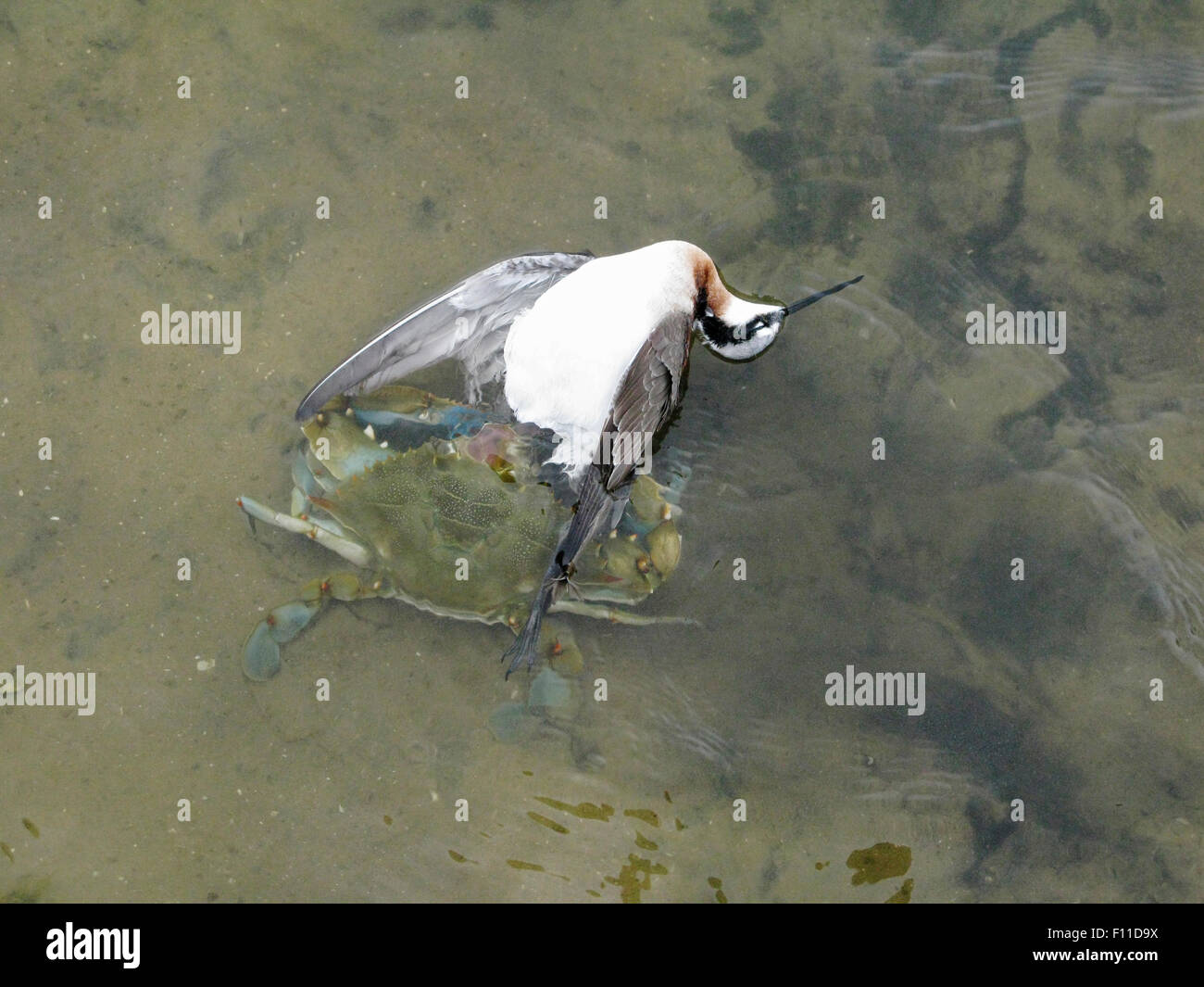 Wilson's Phalarope - getötet und gegessen werden durch blaue Krabbe Phalaropus Tricolor & Callinectes Sapidus Golf Küste von Texas, USA BI027429 Stockfoto