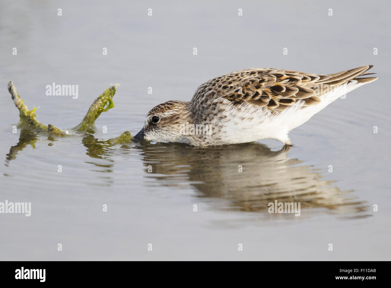 Semipalmated Sandpiper - Fütterung in seichten Lagune Calidris Pusilla Golfküste von Texas, USA BI027439 Stockfoto