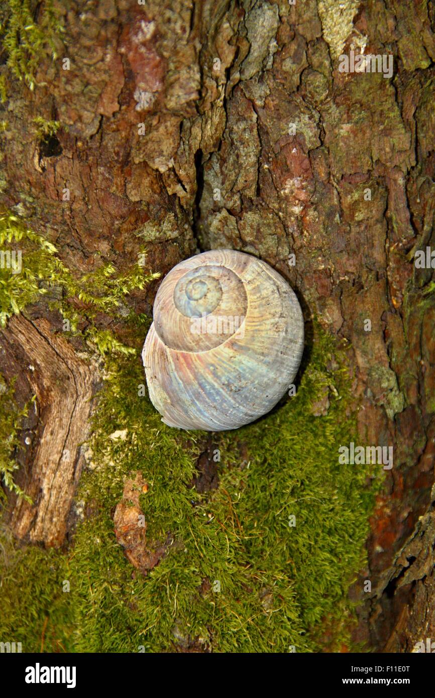 Schnecken und Muscheln mit verschiedenen Arten von Moos Stockfoto