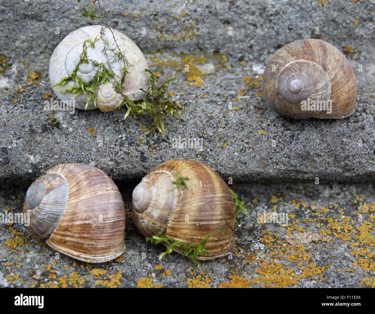 Schnecken und Muscheln auf die sehr alte Treppe mit verschiedenen Arten von Moos Stockfoto
