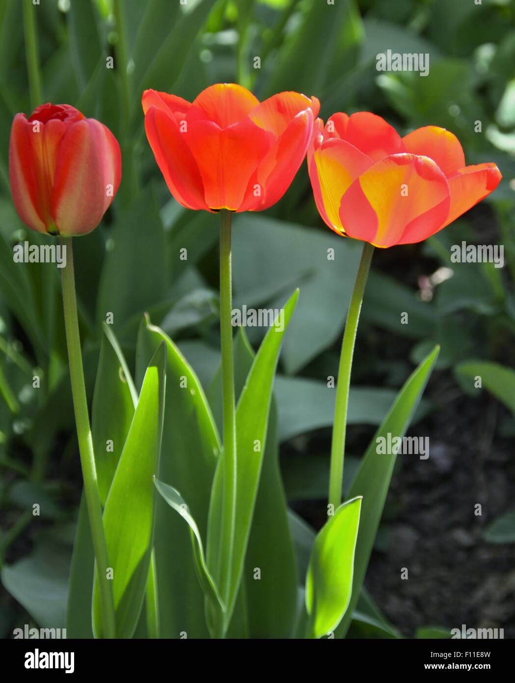 Drei rote und gelbe Tulpen glänzen in der Sonne Stockfoto