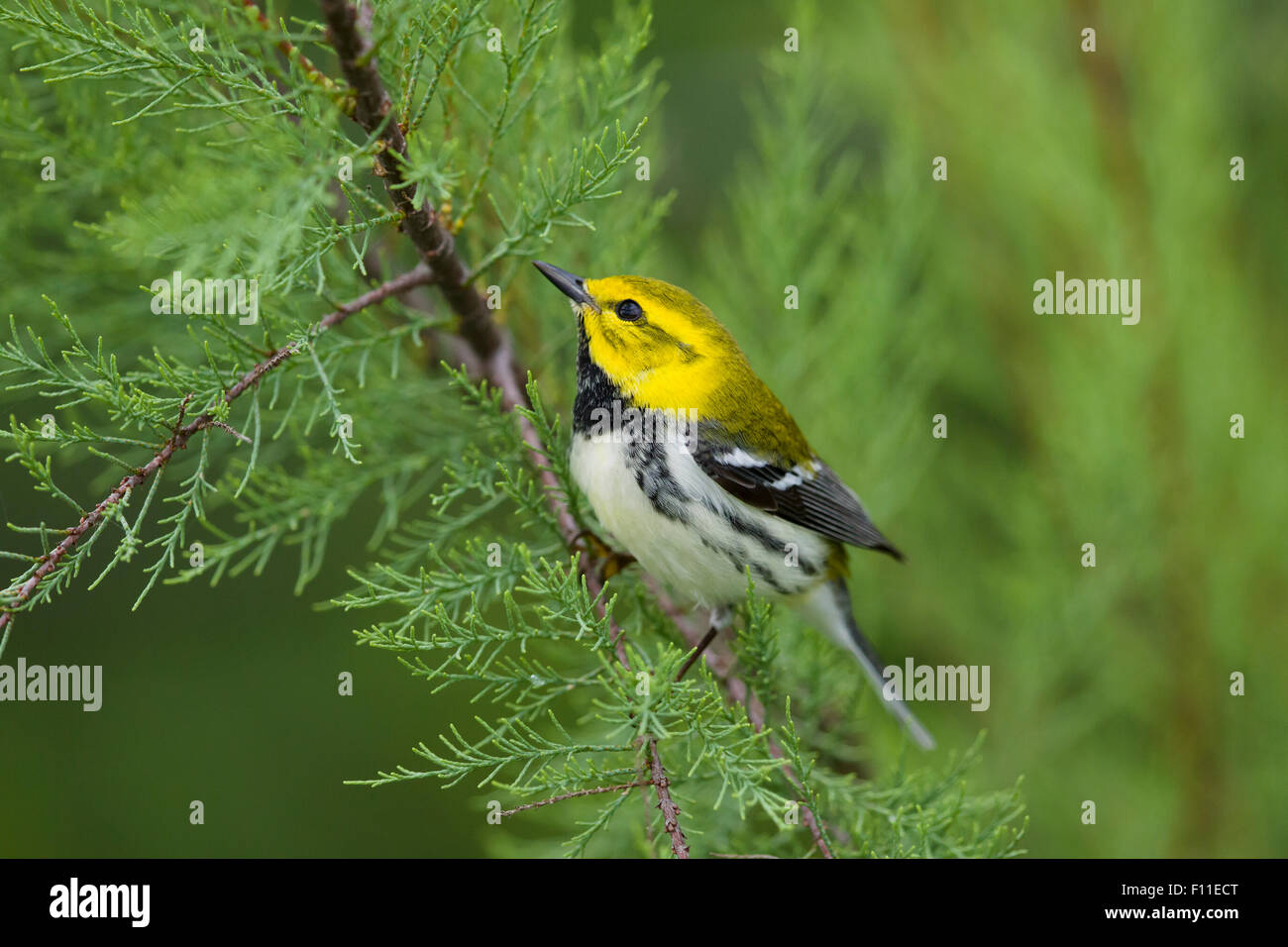 Schwarzer-Throated grüner Laubsänger - auf der Frühjahrszug Setophaga Virens Golf Küste von Texas, USA BI027498 Stockfoto