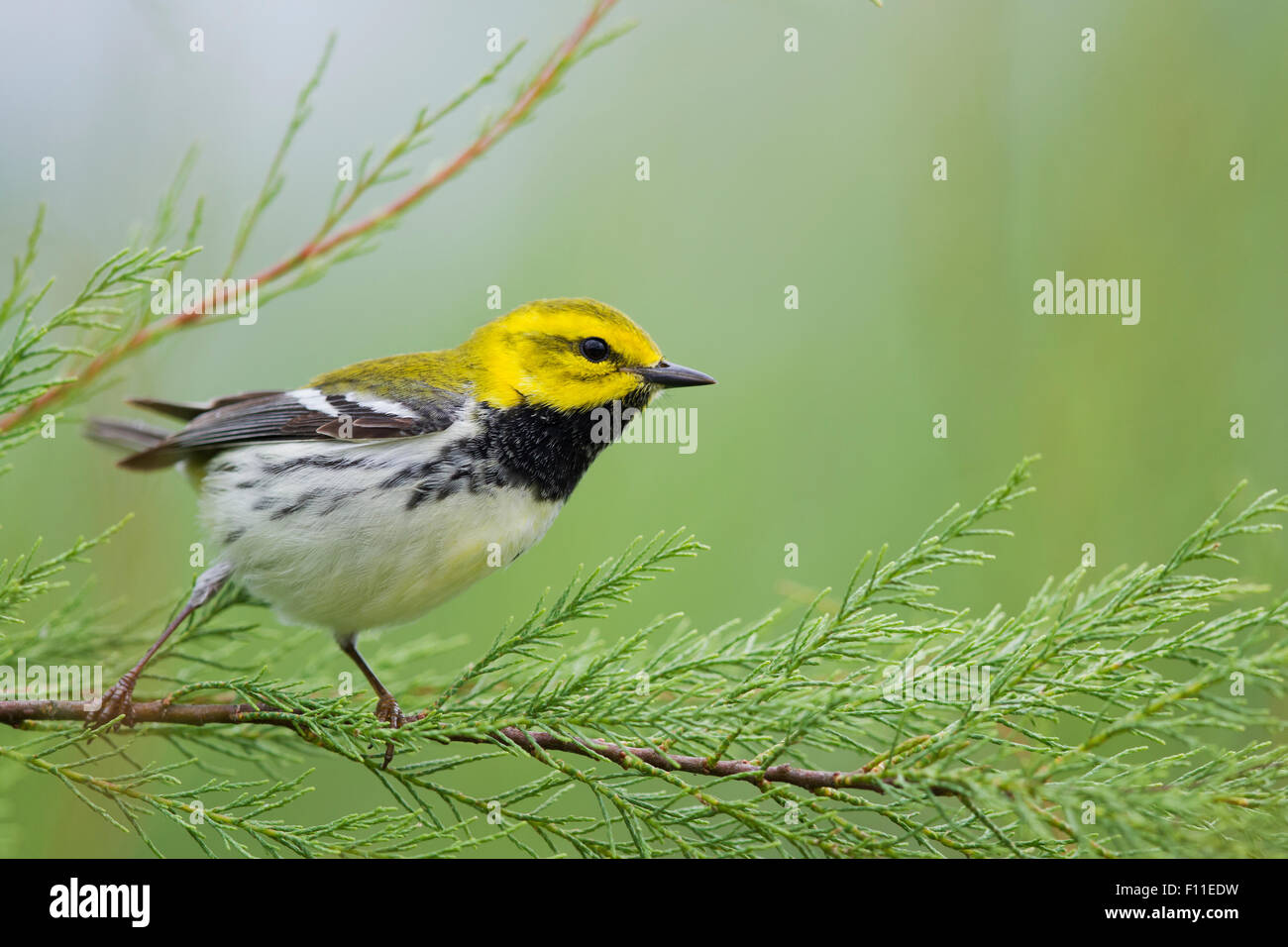 Schwarzer-Throated grüner Laubsänger - auf der Frühjahrszug Setophaga Virens Golf Küste von Texas, USA BI027533 Stockfoto