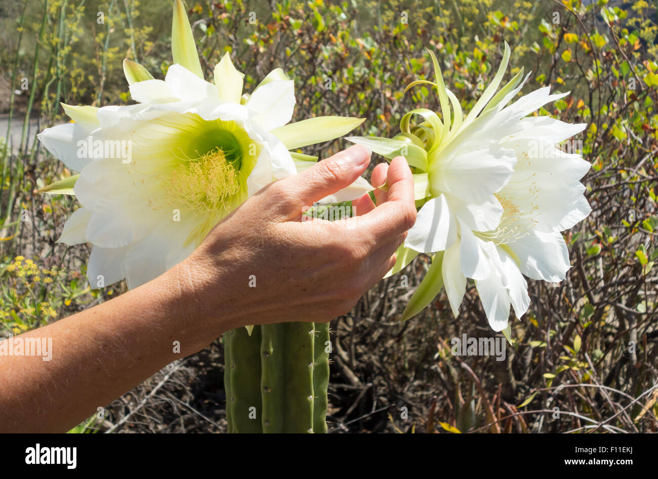 Groe weie kaktusblte -Fotos und -Bildmaterial in hoher Auflsung  Alamy