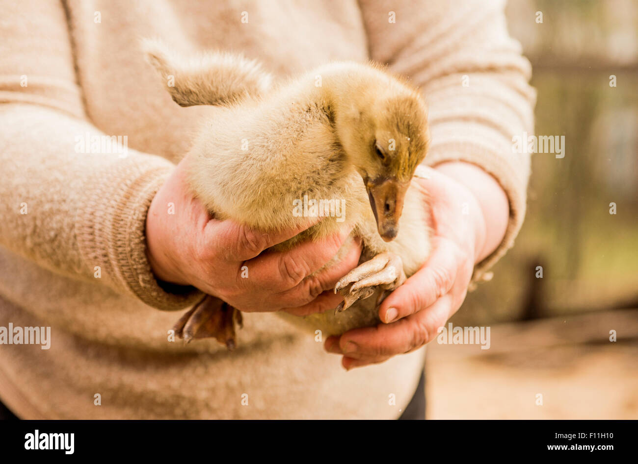 Kaukasische Bauer Bauernhof Entlein festhalten Stockfoto