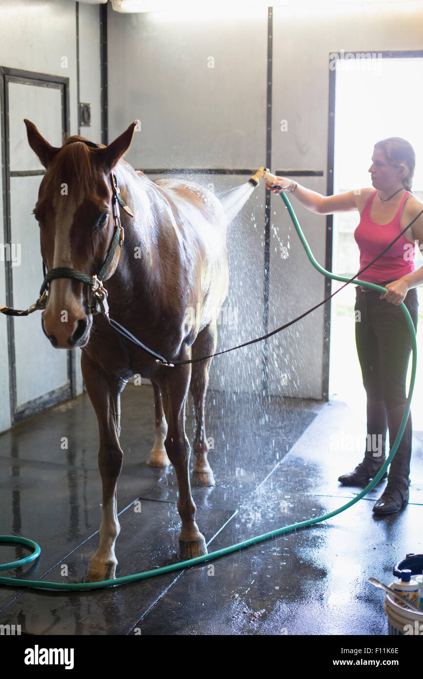 Kaukasische Frau waschen Pferd im Stall Stockfoto
