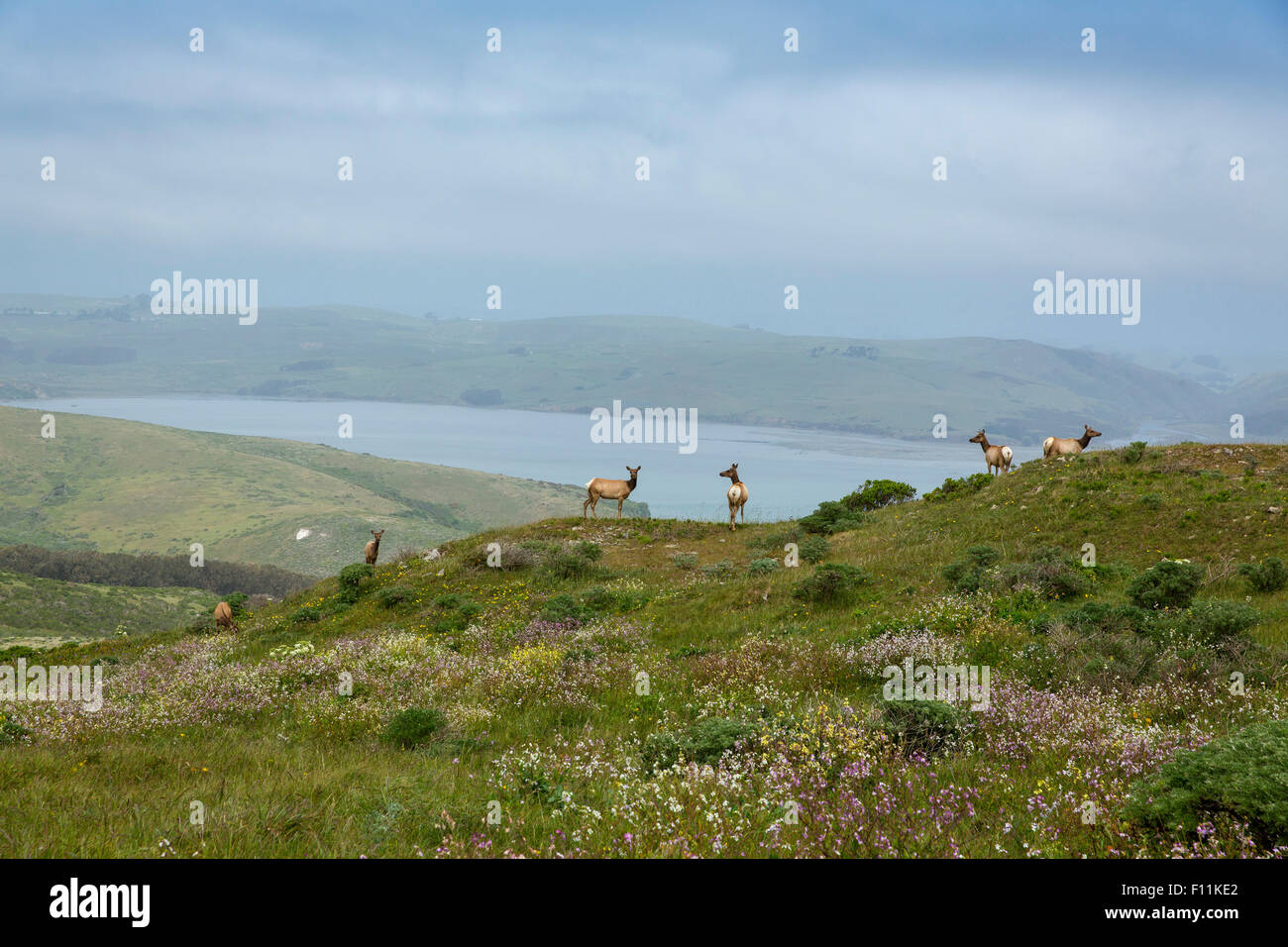 Elch auf Hügel in abgelegenen Landschaft grasen Stockfoto