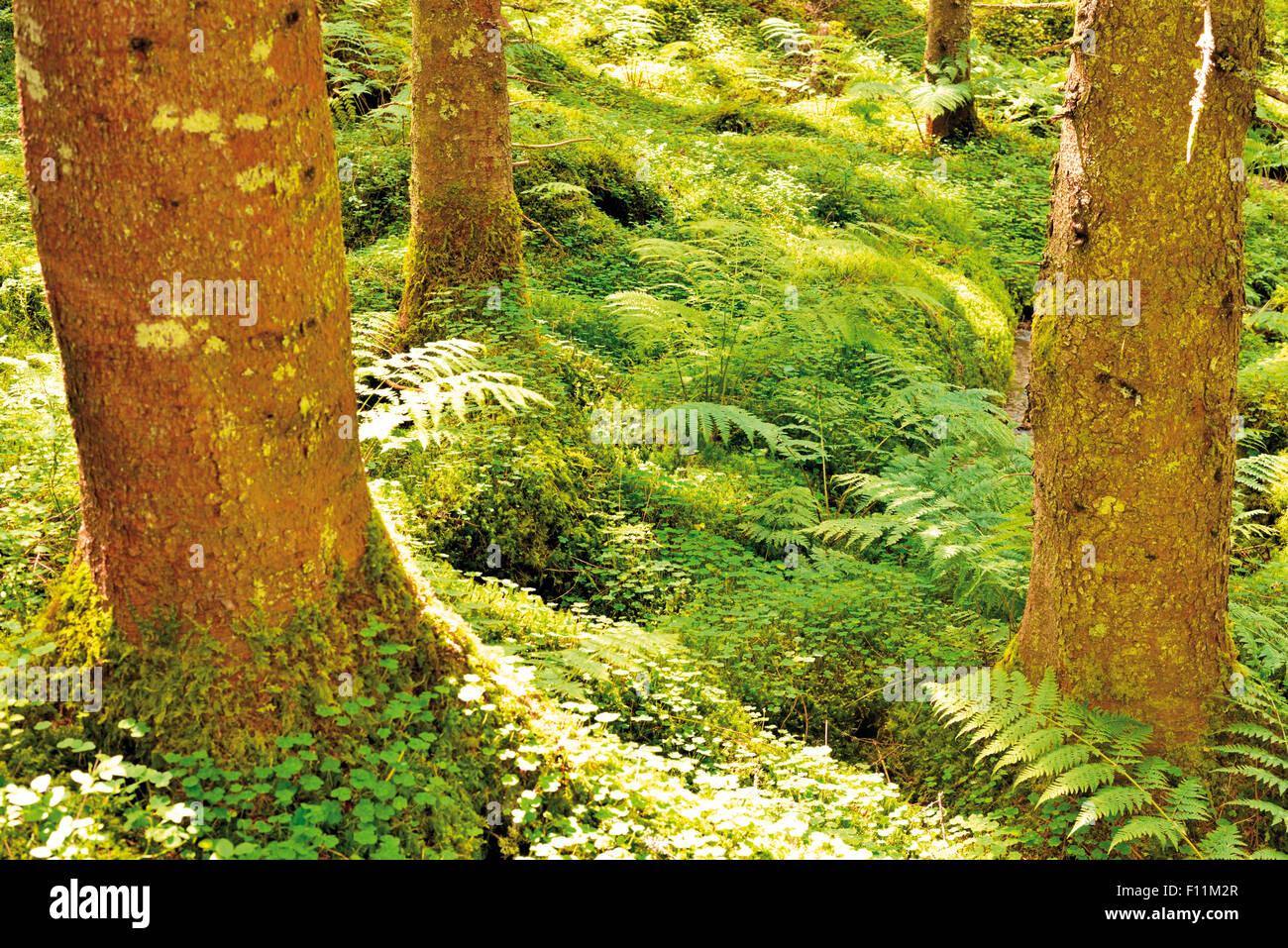 Deutschland, Schwarzwald: Moos und Farn im Naturwald Feuchtgebiet "Taubenmoos" Stockfoto