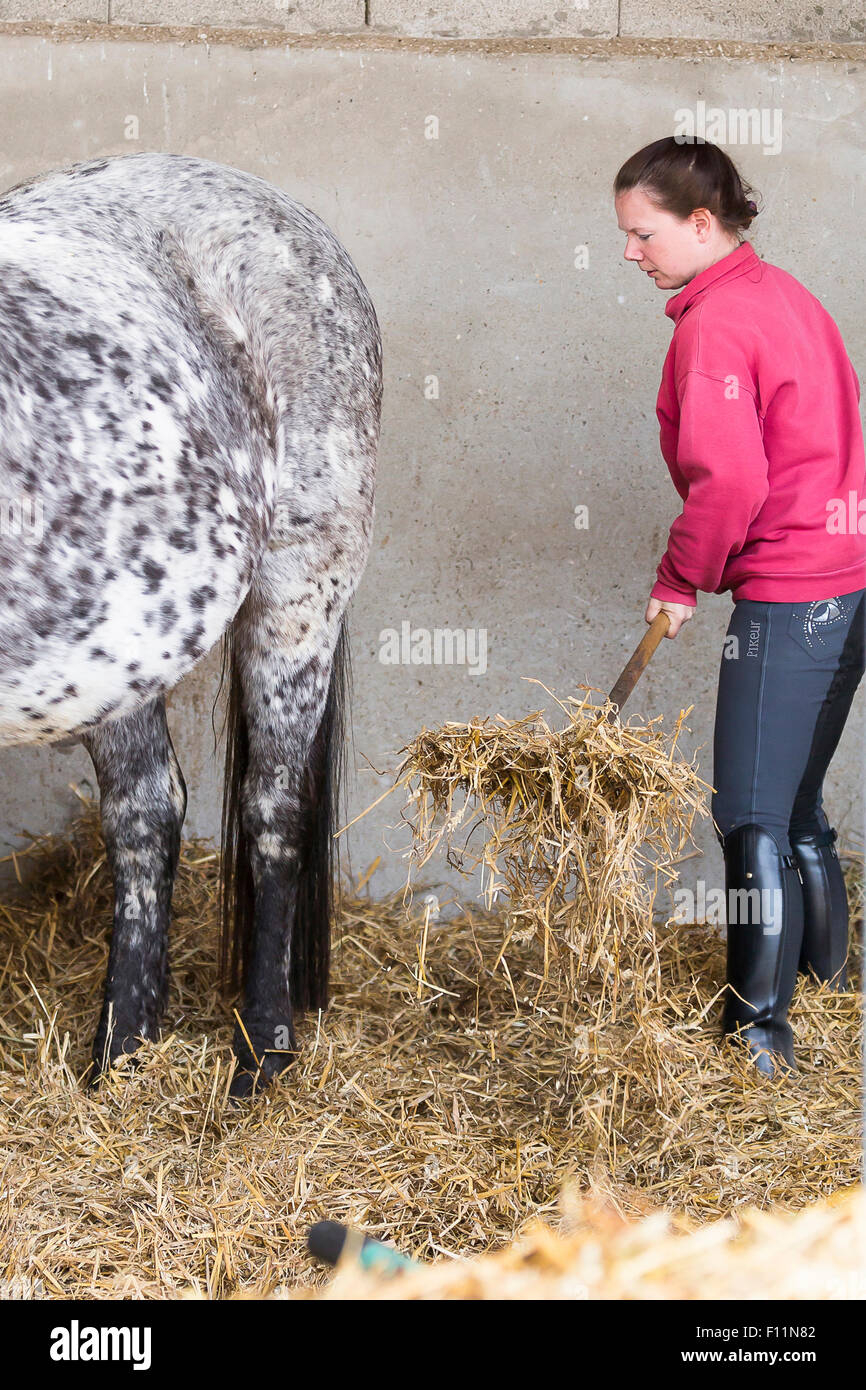 Inländische Pferd Frau Stall ausmisten Stockfoto