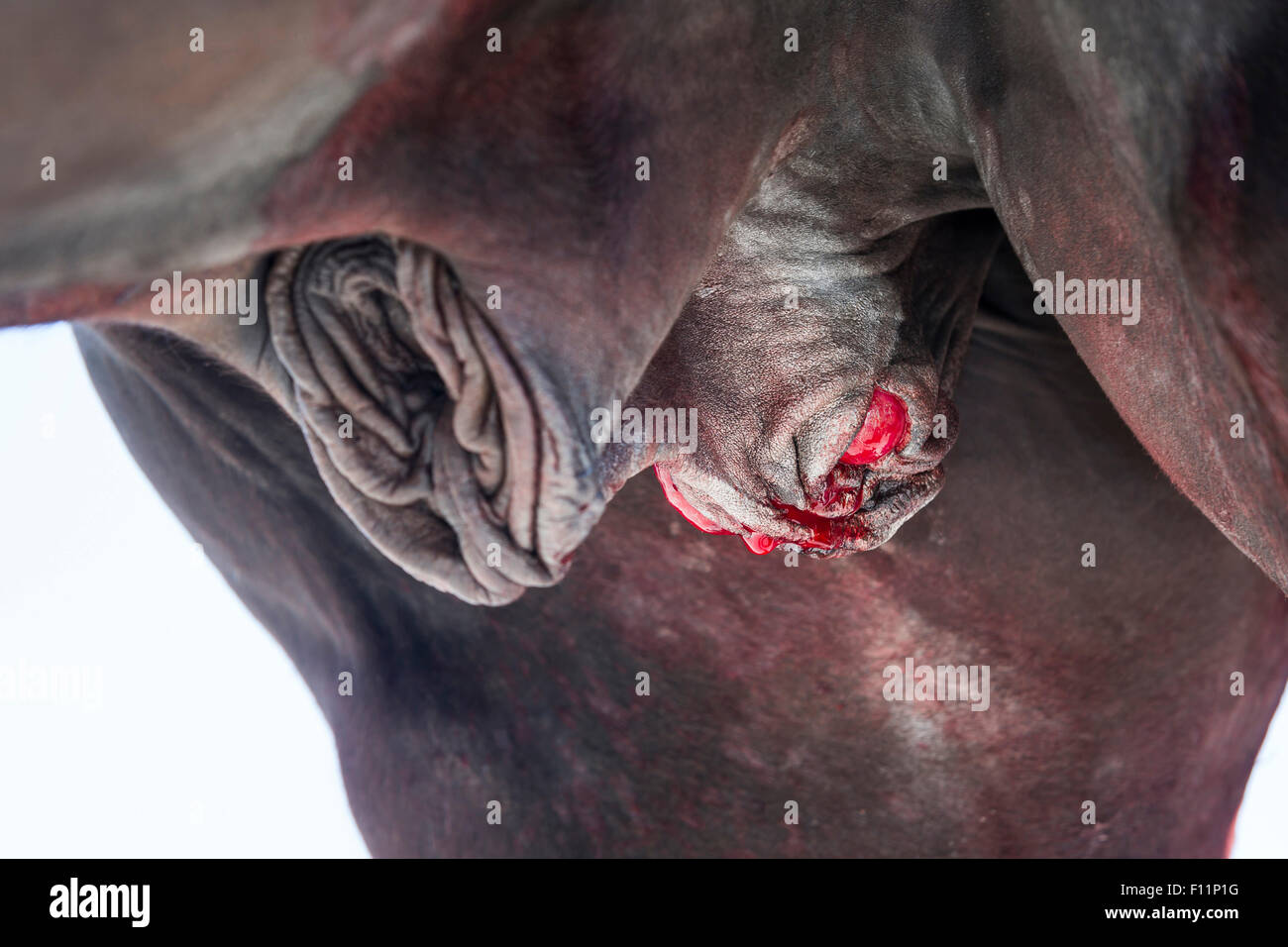 Inländische Pferd Wunde nach chirurgischen Kastration Stockfoto