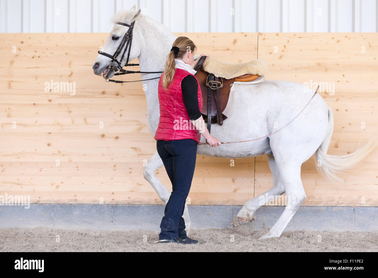 Deutsches Reitpferd. Reiter mit grauem Pony mit Piaffe in der Hand Stockfoto