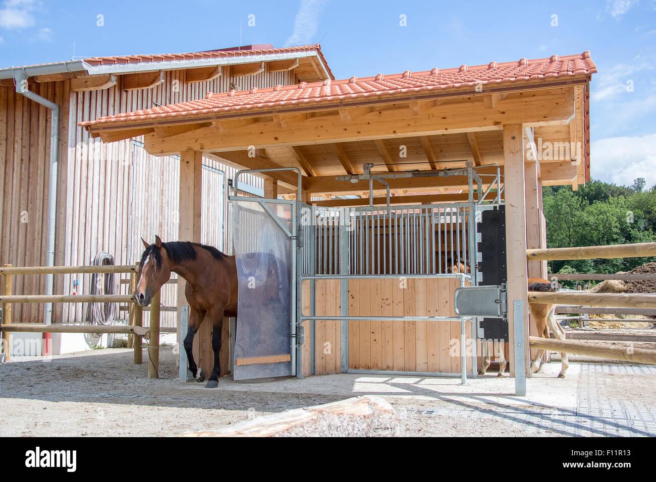 Konzentrat-Feeder für Pferde Stockfoto