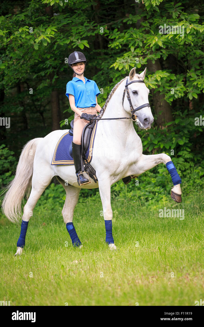 Lusitano Reiter grauen Pferd spanischen Schritt Österreich durchführen Stockfoto