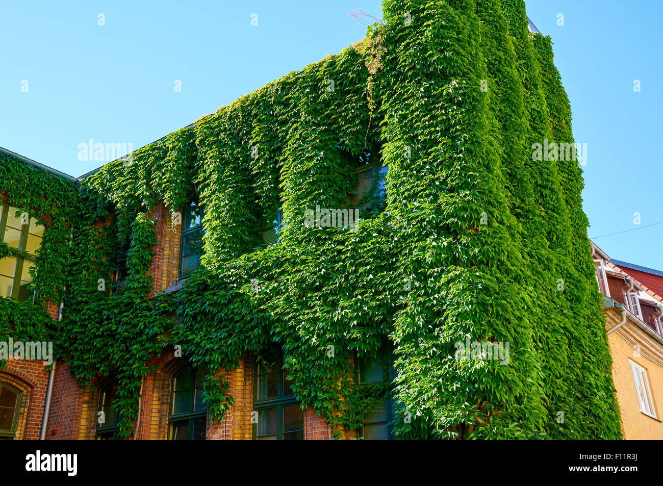 Grüne Wand im Außenbereich der alten Gebäude Stockfoto