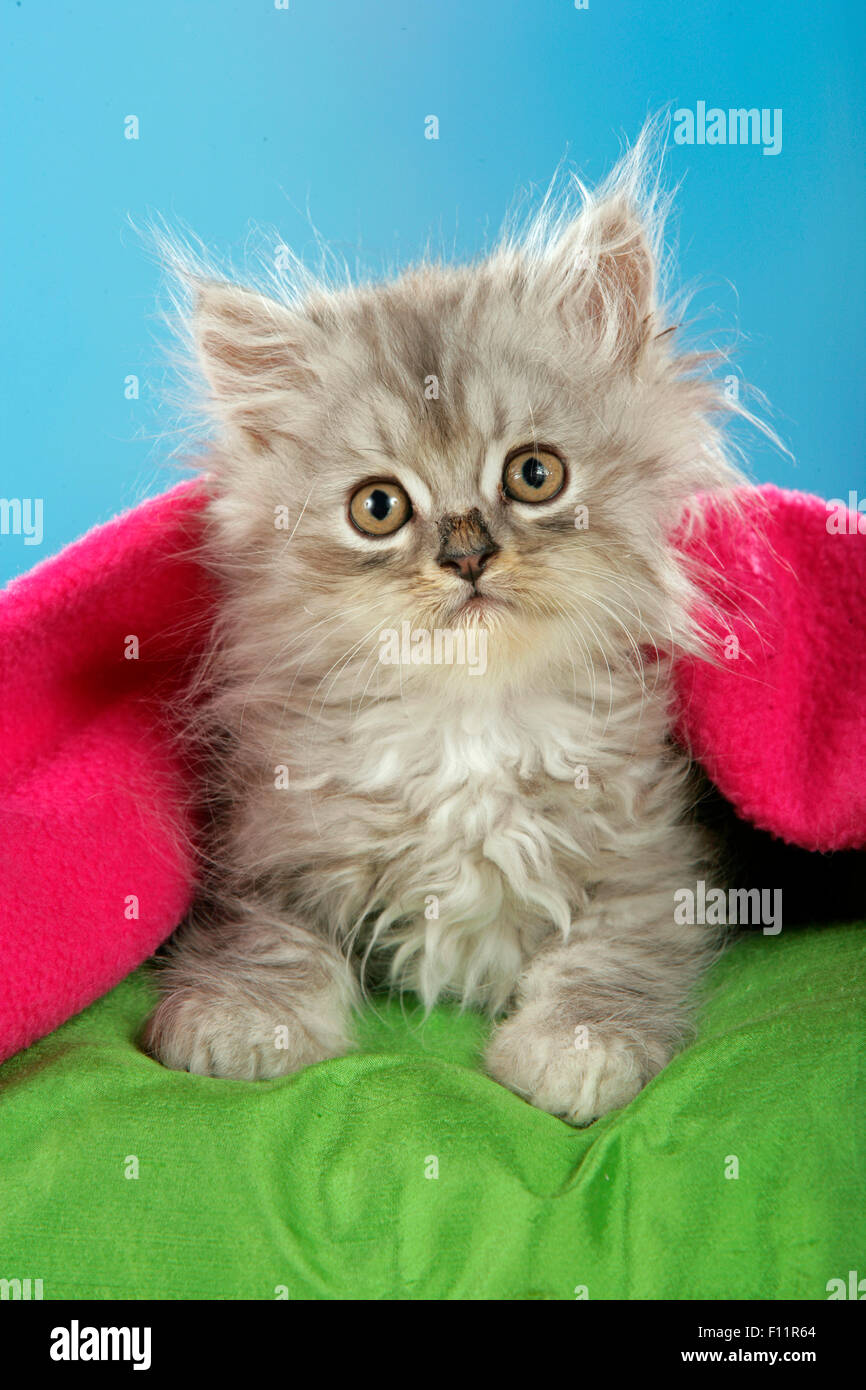Persische Katze Kätzchen unter roter Decke Stockfoto