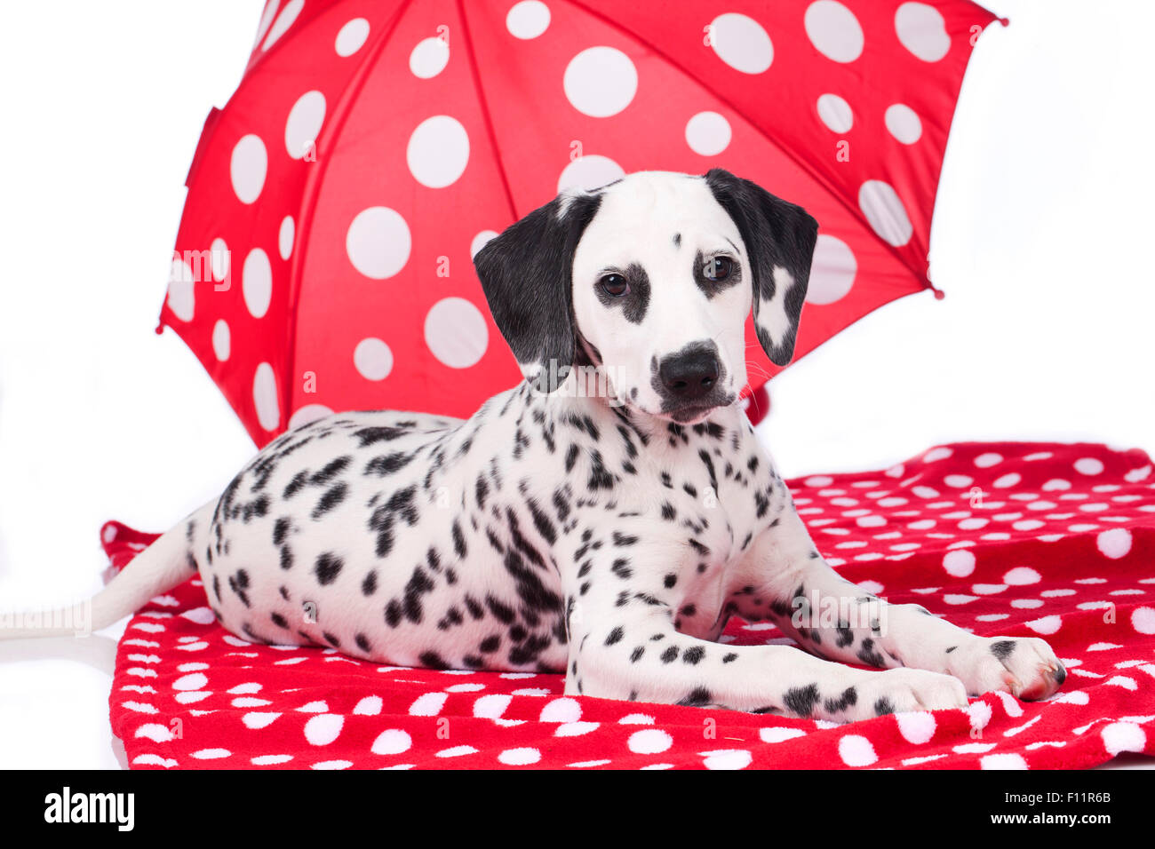 Dalmatinischen junge Hund liegend im Schatten einer roten Sonnenschirm weißen Tupfen Studio Bildes vor weißem Hintergrund Stockfoto