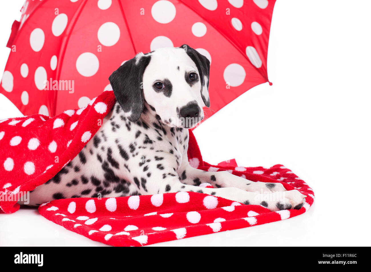 Dalmatinischen junge Hund liegend im Schatten einer roten Sonnenschirm weißen Tupfen Studio Bildes vor weißem Hintergrund Stockfoto