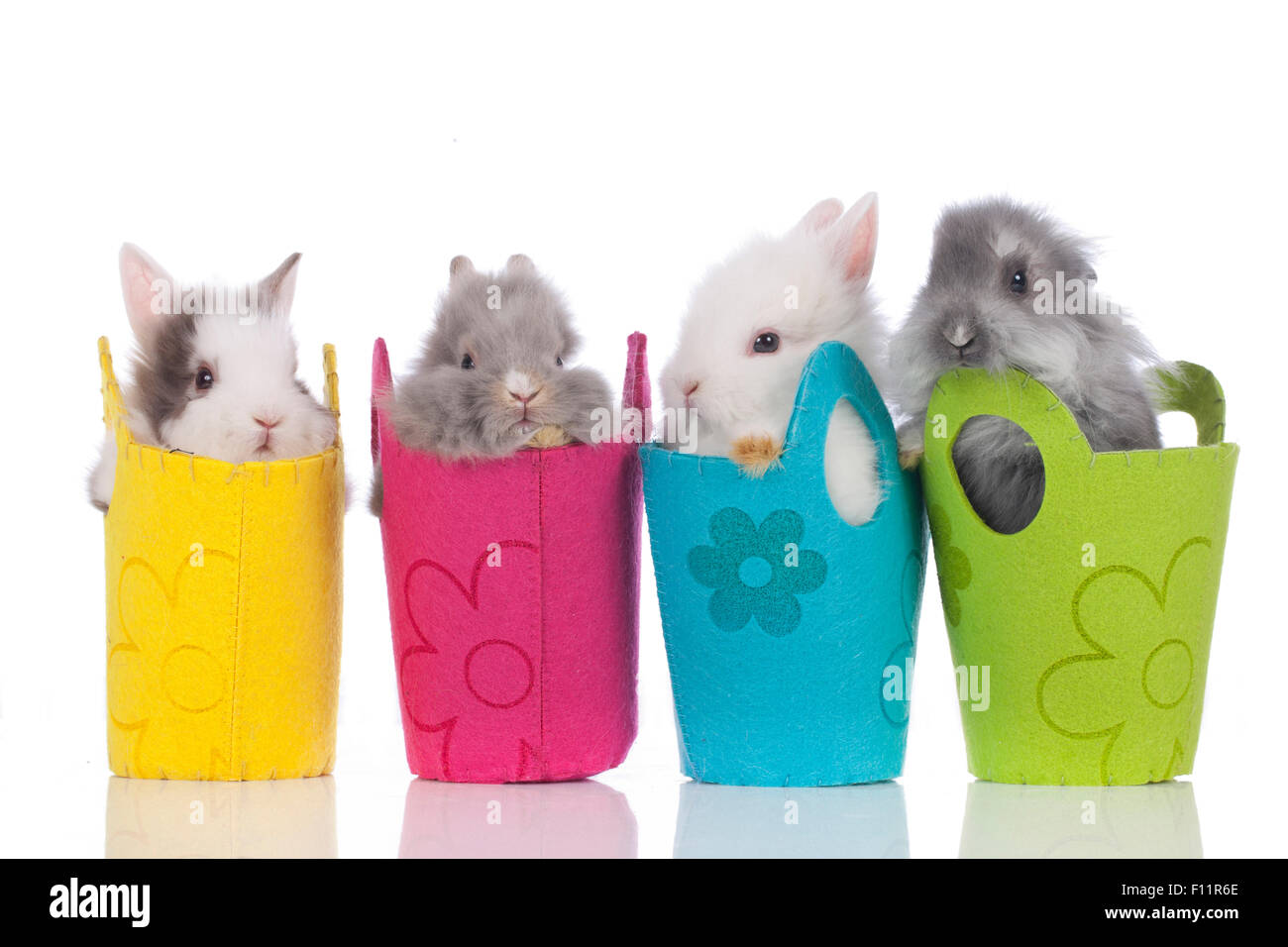 Zwerg Kaninchen, Löwenkopf Kaninchen vier Individuen bunten Taschen Studio Bild vor weißem Hintergrund Stockfoto