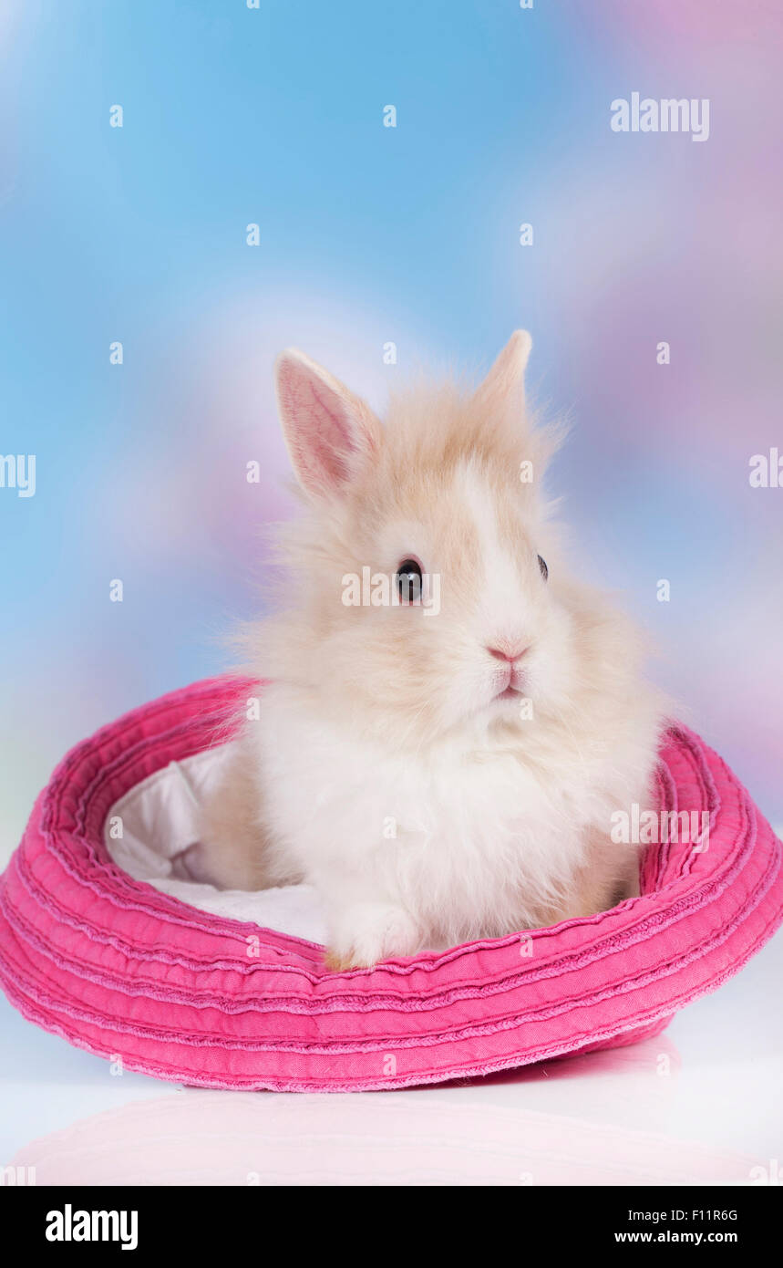Zwerg Kaninchen, Löwenkopf Kaninchen weiß und braun Hase rosa Hut Stockfoto