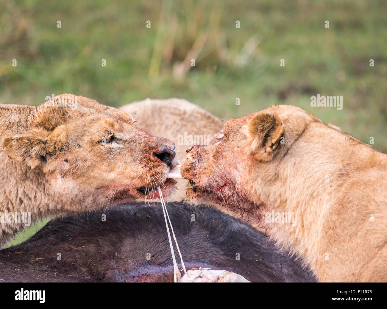 Löwinnen, Panthera Leo, raufen über Eingeweide von einem kürzlich getöteten Kaffernbüffel Syncerus Caffer, Okavango Delta, Nord-Botswana Stockfoto