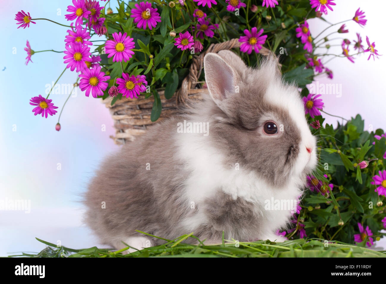 Zwerg Kaninchen, Lwenkopf Kaninchen grau-weien Kaninchen vorne Wicker  Korb lila Blumen Stockfotografie - Alamy