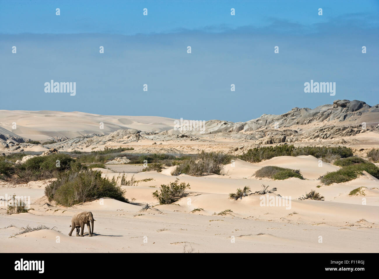 Afrikanischer Elefant, Wüste Elefant (Loxodonta africana Africana) Erwachsene zu Fuß die Wüste Namib-Skeleton Coast National Park, Namibia Stockfoto