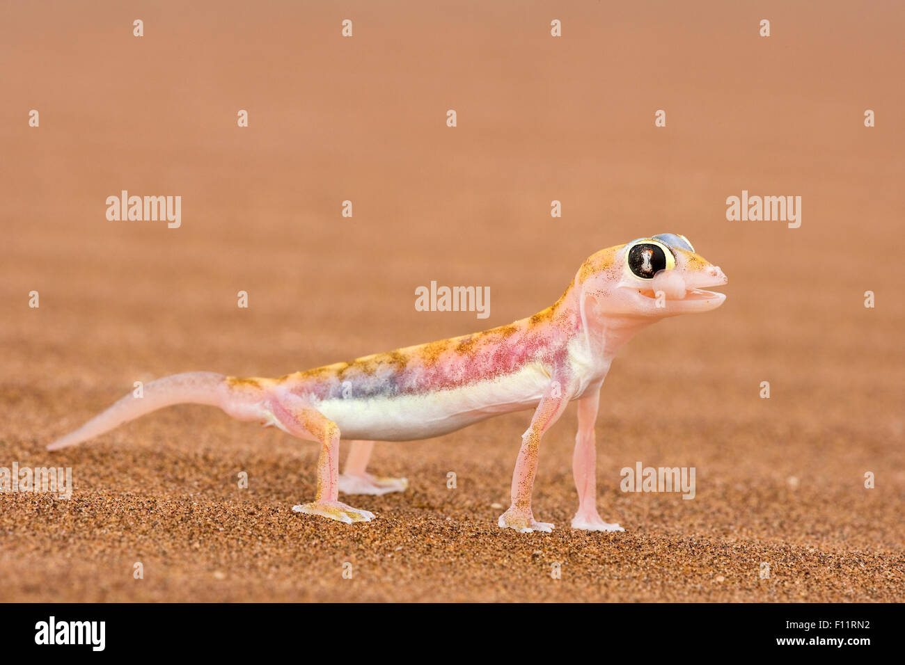Web-footed Gecko (Palmatogecko rangei) auf Sand Füße Webbed Beihilfe über feinen Sand laufen. Namib Wüste Stockfoto